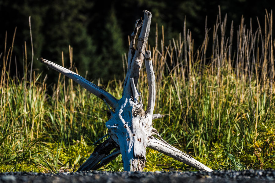 Seldovia Village Driftwood